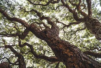 Photos Arbres et Végétaux